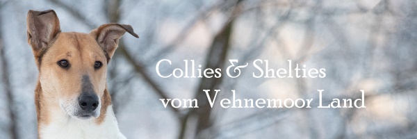 Banner Collies & Shelties vom Vehnemoor Land
